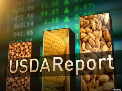 USDA Export Sales bán hàng ngô và lúa mì giảm mạnh so với tuần trước